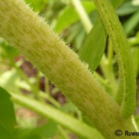 Helianthus annuus L.